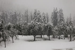 Rain in plains, snow in mountains of J&K, Ladakh