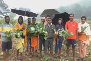 ଅଦିନିଆ ବର୍ଷା ଯୋଗୁଁ ପରିବା ଚାଷ ନଷ୍ଟ ,ଚାଷୀ ହତାଶ