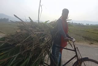 Sugarcane farmers ruined by flood