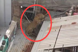 leopard in cage