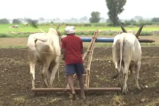 Yasangi paddy cultivation: యాసంగిలో వరి ధాన్యం సాగుపై రైతుల్లో అయోమయం