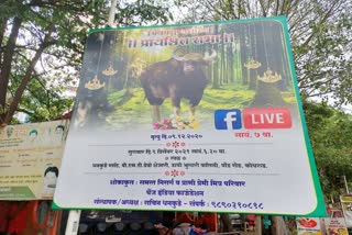 indian gaur died in pune last year