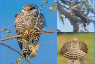 Migratory Birds in Gir Forest: શિયાળો શરૂ થતાં જ ભાગ્યે જ જોવા મળતું પક્ષી બેસરા પક્ષીનું જૂનાગઢમાં આગમન