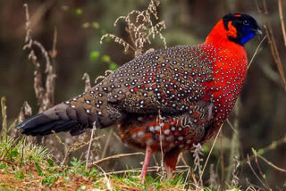 satyr-tragopan-found-in-senchal-wildlife-sanctuary-of-darjeeling-after-178-years