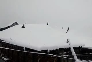 snowfall in kinnaur (etv bharat photo)