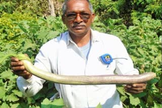 Chhattisgarh government will give farmer award to Leelaram farmer