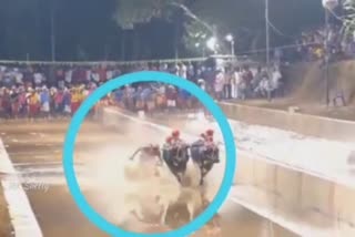 hokkadigoli-veera-vikrama-jodukere-kambala-video