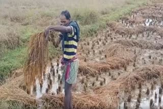 Cyclone Jawad: ବର୍ଷା ପରେ ବଢିଲା ଚାଷୀଙ୍କ ଦୁର୍ଦ୍ଦଶା