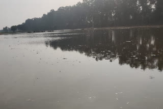 bhiwani crop submerged