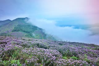 neelakurinji-flower-blossom-in-biligiriranga-hills