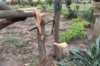 Sandalwood tree Theft Jhargram