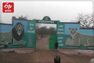 ranthambore tiger search in sheopur