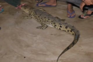 Crocodile Rescue: ଜାଲରେ ପଡିଲା 5 ଫୁଟର ବଉଳା କୁମ୍ଭୀର