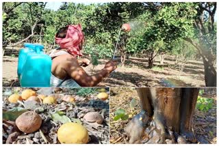 Orange crop destroyed due to seasonal disease in Pandhurna
