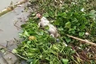 Crocodile carcass found at Chatra Ganga