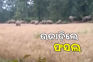 Elephant Terror: ଠାକୁରମୁଣ୍ଡା ରେଞ୍ଜରେ ପଶିଲେ ୨୬ ଟିକିଆ ହାତୀପଲ, ଭାଙ୍ଗିଲେ ଘର