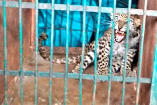 Mysteriously disappeared leopard found after 6 days