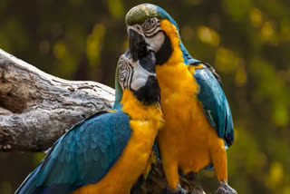 Kazhuveli Wetland Birds Sanctuary in Tamil Nadu