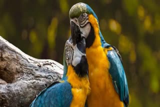 Kazhuveli bird sanctuary