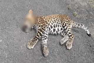 Leopard cub on Salauni Bhota road