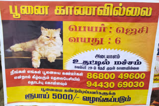 cat missing  poster about cat missing  cat missing in coimbatore  poster about cat missing in coimbatore  பூனையை காணவில்லை  கோயம்புத்தூரில் பூனையை காணவில்லை  காணாமல் போன பூனையை கண்டுபிடித்து தரக்கோரி போஸ்டர்  கோயம்புத்தூரில் பூனை காணவில்லை போஸ்டர்