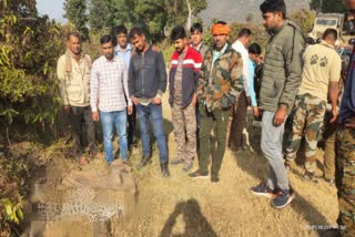 Panther post mortem in Sariska,  Panther dies in Sariska sanctuary