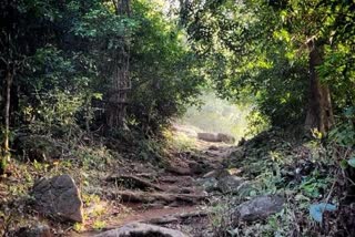 sabarimala pilgrimage  sabarimala forest path  ശബരിമല തീർഥാടനം  ശബരിമല കാനന പാത  ശബരിമല ദേവസ്വം ബോര്‍ഡ്