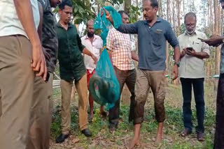 KING COBRA SPOTTED  Kothamagalam latest news  രാജവെമ്പാലയെ പിടികൂടി  കോതമംഗലത്ത് പാമ്പിനെ പിടികൂടി  കോടനാട് വൈൽഡ് ലൈഫ് റെസ്ക്യൂ ടീം