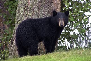 Bear in Jalpaiguri