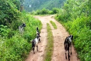 വളർത്തുമൃഗങ്ങൾ മോഷണം പോകുന്നതായി പരാതി  പീരുമേടിൽ മോഷണം വർധിക്കുന്നു  പീരുമേട് ടീ കമ്പനിക്ക് സമീപം മോഷണം  Theft cases increase in Idukki  Pet theft cases peerumede