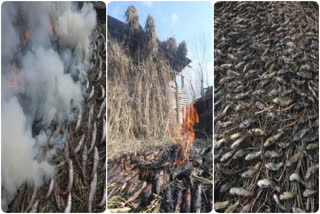 Smoked fish  Winter delicacy of kashmir  Phari fish  കാശ്‌മീരിന്‍റെ പാരമ്പര്യ വിഭവം  കശ്‌മീരിലെ ഫാരി മത്സ്യം  പുകയിൽ ചുട്ടെടുത്ത മത്സ്യം