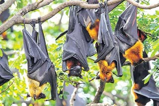 importance of bats
