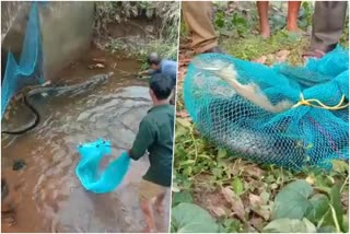 Huge King Cobra rescued