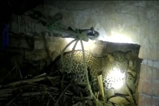 roorkee Leopard