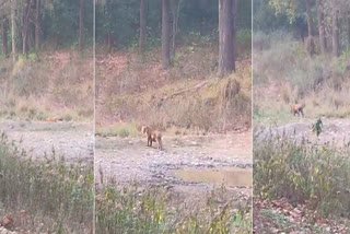 tiger sighted in rajaji tiger reserve