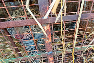 fourth leopard imprisoned in cage at rishikesh