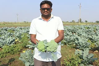 Farmer cultivating broccoli in adilabad