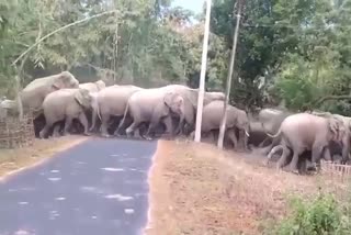 Group of elephants in Gumla