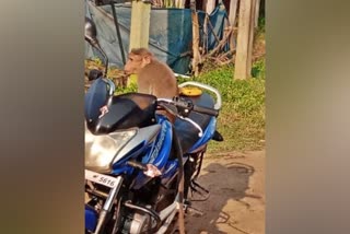 monkey attack on girl at ramanagara