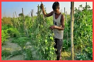 waste-vegetable-crops-by-wild-elephants-at-baksa