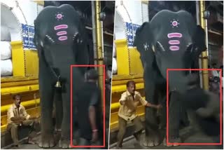 elephant attack on man