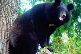 Girl Injured in Bear Attack :ریچھ کے حملے میں کمسن لڑکی زخمی