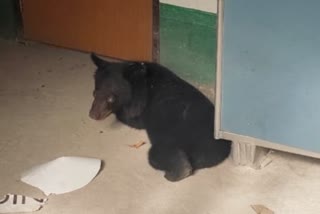 Bear found in Malbazar
