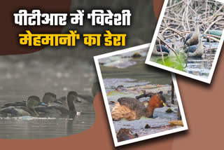 siberian-birds-in-jharkhand-gathered-in-kamaldah-lake-palamu-tiger-reserve