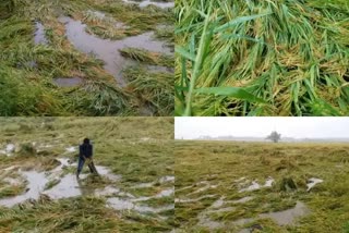 Karnataka Rain Loss Report,ಕೇಂದ್ರಕ್ಕೆ ಮಳೆ ಹಾನಿ ವರದಿ ಸಲ್ಲಿಸಿದ ಕರ್ನಾಟಕ