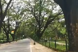 cubbon park