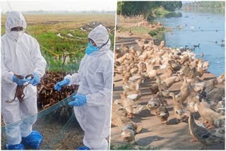 കുട്ടനാട്ടിൽ വീണ്ടും പക്ഷിപ്പനി  Bird flu in Kuttanad region  Alappuzha todays news  താറാവുകള്‍ ചത്തൊടുങ്ങുന്നു  ആലപ്പുഴ ഇന്നത്തെ വാര്‍ത്ത  duck farmers facing problems