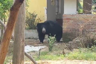 Bear terror continues in Surajpur