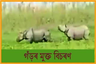 Rhino Terror in Majuli