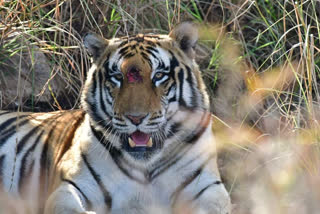 injured tiger